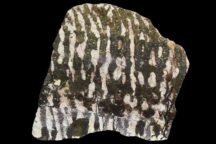 Polished Stromatolite (Collenia) Slab - Minnesota #130657